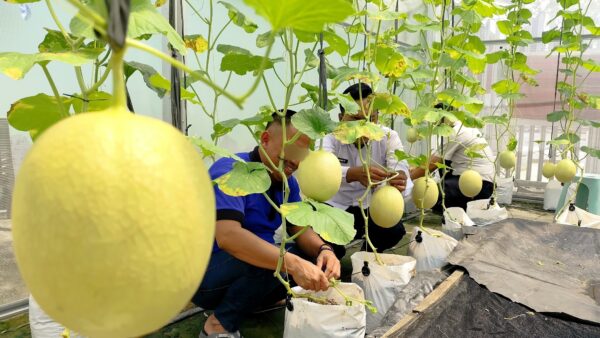 Produktif dan Edukatif, Lapas Sekayu Rawat Melon Inthanon Bersama Warga Binaan