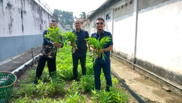 Lapas Sekayu Panen Kangkung, Perkuat Pembinaan dan Ketahanan Pangan