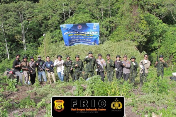 Kado Kemerdekaan, BNNP Aceh Musnahkan 30 Ribu Batang Ganja di Lahan Seluas 12 Hektare
